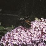 smalltortoiseshellinsectplant