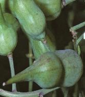 gardenradishseedpods1a