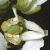 pcommonfrutscurvygrass1