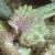 pcommonfrutwartgrass1