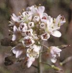 pcotswoldflopennycress
