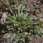 pcotswoldfolpennycress