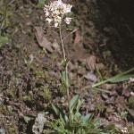 pcotswoldforpennycress