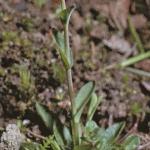 pcotswoldsfolpennycress