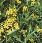 pcreepingflosyellowcress