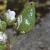pearlyfrutscurvygrass2