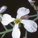 pgardenfloradish