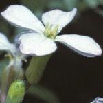 pgardenflo1radish