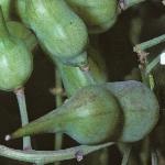 pgardenfruradish