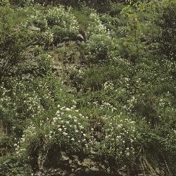 pgardengararabis1