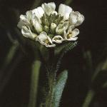 phairyflobudorockcress