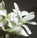 phairyflorockcress