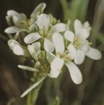 phairyflosrockcress