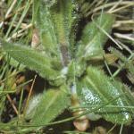 phairyfolrockcress
