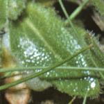 phairyfoltrockcress
