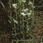 phairyforrockcress