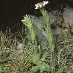 phairyfor1rockcress