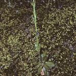 phairyfor2rockcress