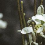 phairyfrurockcress