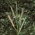 phairyfrutbittercress2