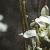 phairyfrutrockcress1