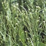 phorseflos4radish