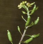 pmarshfloyellowcress