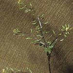 pmarshforyellowcress