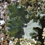 pseafol3kale