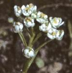 pshepherdsflocress