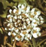 pshepherdsfloscress