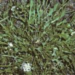 pshepherdsfol1cress