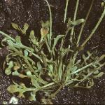 pshepherdsfol2cress