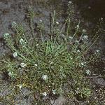 pshepherdsforcress