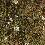 pshepherdsfor1cress