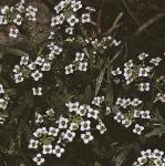 psweetflosalison