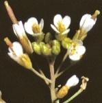 pthaleflos2cress