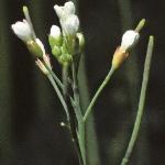 pthaleflos3cress