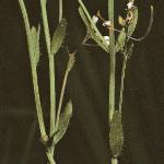 pthalefol1cress