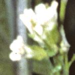 ptowerflocress