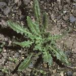 ptowerfolcress