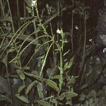 ptowerforcress