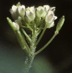 pwallflowhitlowgrass