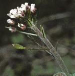 pwallflo1whitlowgrass
