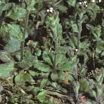 pwallfor1whitlowgrass