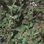 pwallfor3whitlowgrass