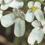 pwildflocandytuft