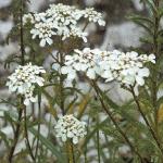 pwildflos3candytuft
