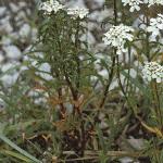 pwildfor1candytuft