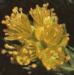 pyellowflowhitlowgrass